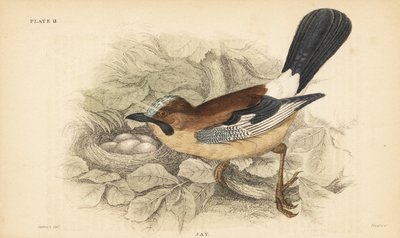 Ghiandaia eurasiatica, Garrulus glandarius, con nido e uova. 1889 (incisione) da Unbekannter Künstler