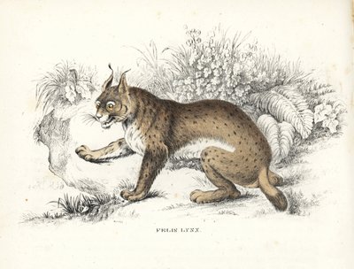 Lince eurasiatica, Lynx lynx (Felis lynx). Litografia colorata a mano dalla 