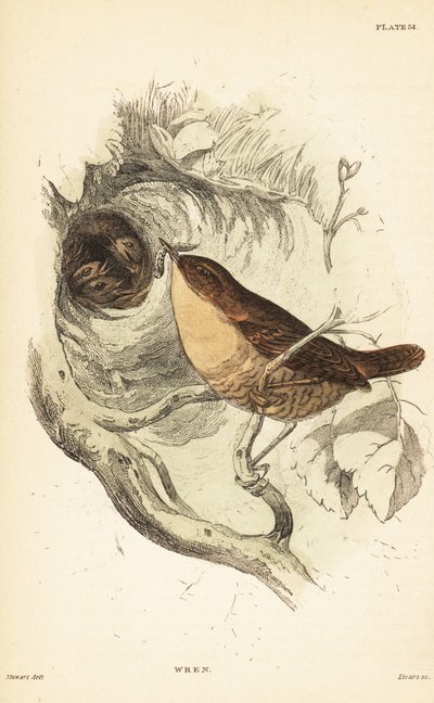 Scricciolo eurasiatico, Troglodytes troglodytes da Unbekannter Künstler
