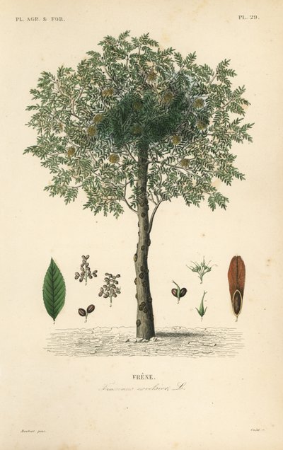 Frassino europeo, Fraxinus excelsior da Unbekannt