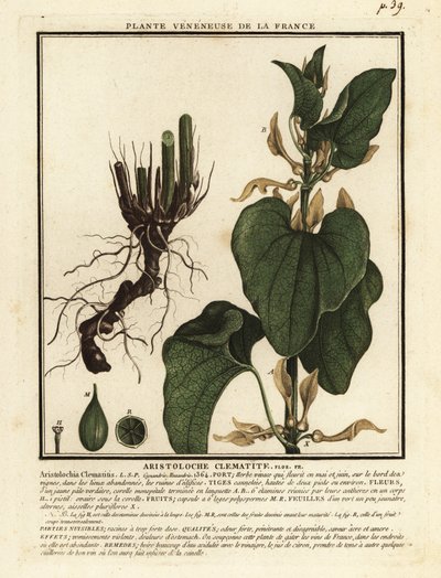 Aristolochia clematitis da Unbekannter Künstler
