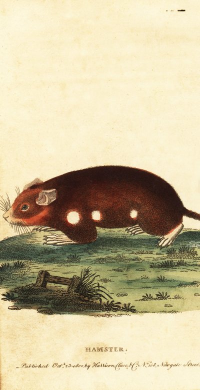 Criceto europeo, Cricetus cricetus. In pericolo critico, 1800 da Unbekannter Künstler