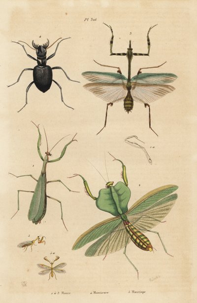 Mantide europea, Mantis religiosa 1, mantide foglia, Choeradodis rhomboidea 2, coleottero tigre, Manticora latipennis 3, mantidfly, Mantispa styriaca 4 da Unbekannt