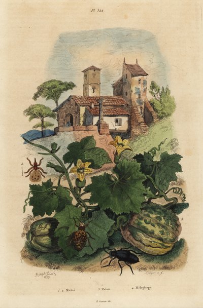 Scarabeo dell
