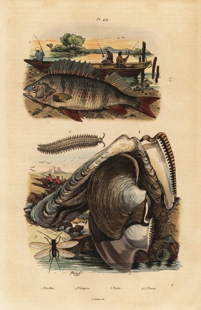Persico europeo, Perca fluviatilis 1, verme di velluto, Peripatus iuliformis 2, crisopa, Perla marginata 3, e ostrica perlifera, Isognomon isognomum 4 da Unbekannt
