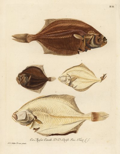 Platessa europea, Pleuronectes platessa 1,2 e rombo, Scophthalmus rhombus 3,4. Una rombo o piega del lato destro, Platessa, del lato sinistro, Plaid o rombo del lato sinistro, piccola sogliola del lato mem. Incisione a mano colorata da un