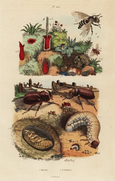 Coleottero rinoceronte europeo, Oryctes nasicornis, pupa e larva, ape da frutteto europea, Osmia cornuta, e nido da Unbekannt
