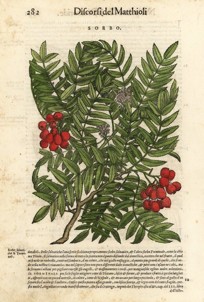 Sorbus aucuparia. Incisione colorata a mano di Wolfgang Meyerpick da un