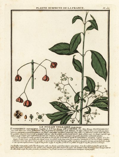 Fusaggine europea, Euonymus europaeus da Unbekannter Künstler