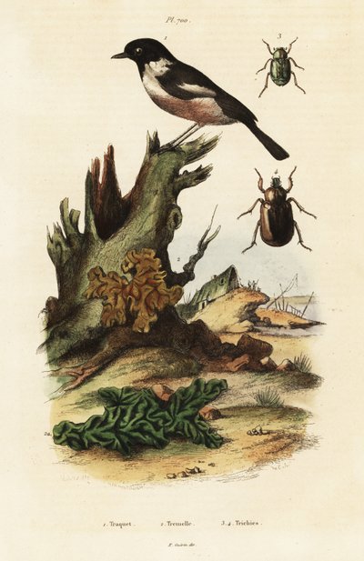 Saltimpalo europeo, cervello giallo e scarabei da Unbekannter Künstler