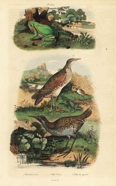 Raganella europea, Hyla arborea, porciglione, Rallus aquaticus, e re di quaglie, Crex crex da Unbekannt
