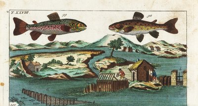 Trota europea - Tecnica di pesca con rapide artificiali per catturare pesci da Unbekannter Künstler