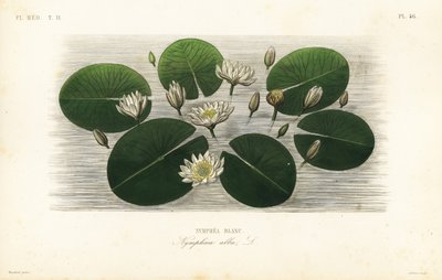 Ninfea bianca europea da Unbekannt
