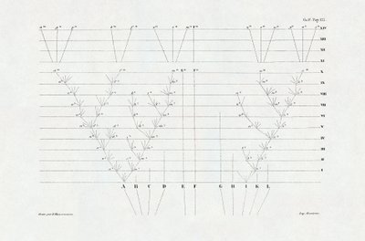 Evoluzionismo: schema dell