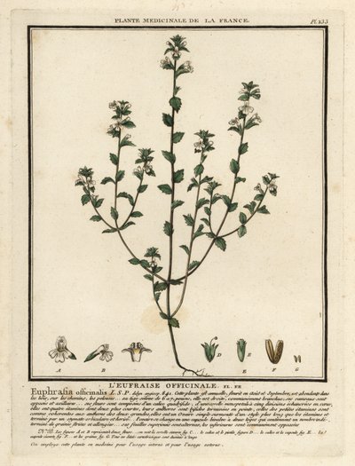 Euphrasia rostkoviana da Unbekannter Künstler