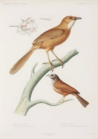Fairywren e passero domestico, Algeria da Unbekannter Künstler