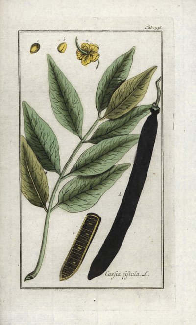 Cassia fistula da Unbekannter Künstler