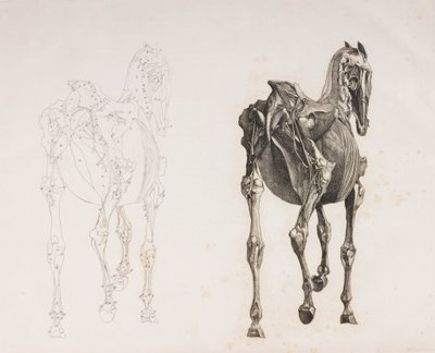 Quinto strato dissezionato di un cavallo, vista posteriore da Unbekannt
