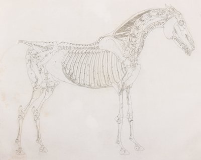 Quinto strato dissezionato di un cavallo, vista laterale da Unbekannt
