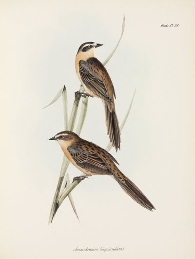 Fringuelli, c 1832-1836 da Unbekannter Künstler