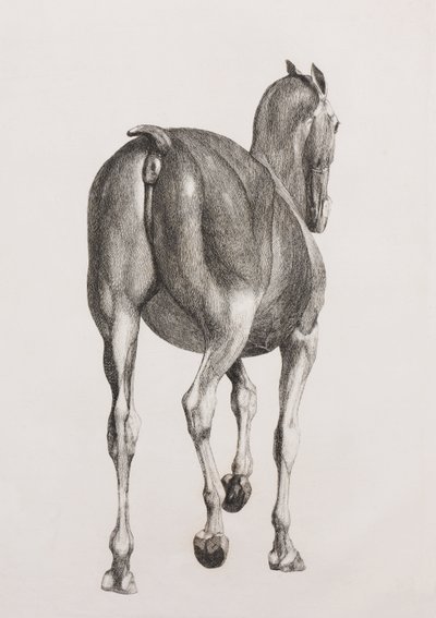 Primo strato dissezionato di un cavallo, vista posteriore da Unbekannt