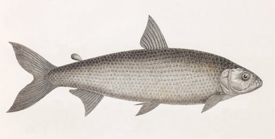 Pesci: Il Caracide da Unbekannt