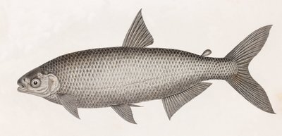Pesci: Il Caracide da Unbekannt