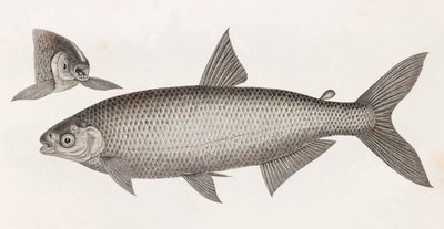 Pesci: Il Characin da Unbekannt