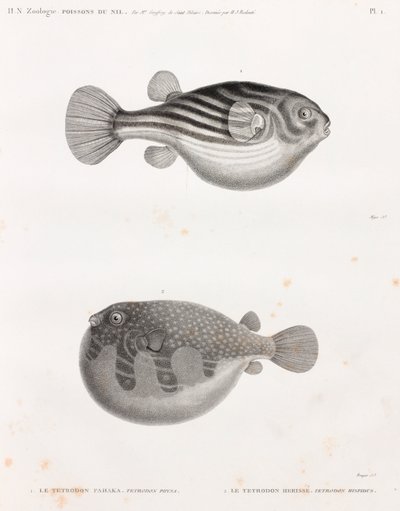 Pesce: Tetrodon da Unbekannt