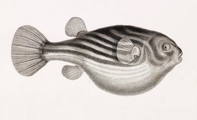 Pesce: Tetrodon (dettaglio) da Unbekannt
