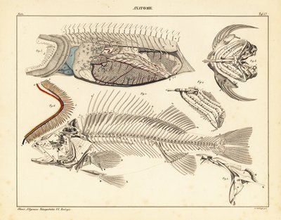 Anatomia del pesce che mostra lo scheletro, le branchie, ecc. (litografia) da Unbekannter Künstler