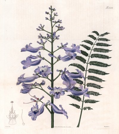 Jacaranda mimosifolia. Incisione su rame colorata a mano di Weddell da un
