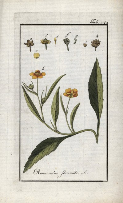 Ranuncolo flammula. Litografia da 