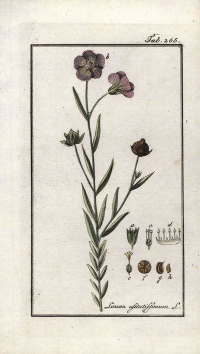 Lino (Linum usitatissimum). Litografia da 