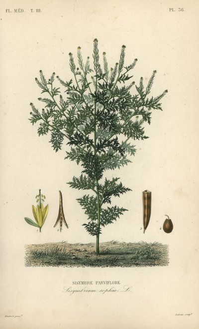 Erba Sophia o senape tansy da Unbekannt