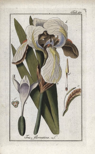 Iris fiorentina. Litografia da 