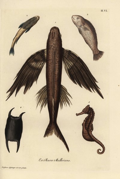 Pesce volante, Exocoetus volitans 1, pesce ventosa, Remora remora 2, barramundi, Lates calcarifer 3, scala 4, cavalluccio marino, specie Hippocampus 5. Incisione a mano colorata da un