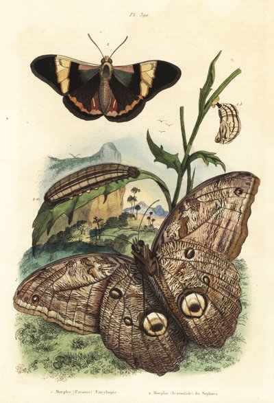 Farfalla gigante della foresta, Caligo eurilochus 1 e farfalla Brassolis sophorae, pupa e bruco 2 da Unbekannt