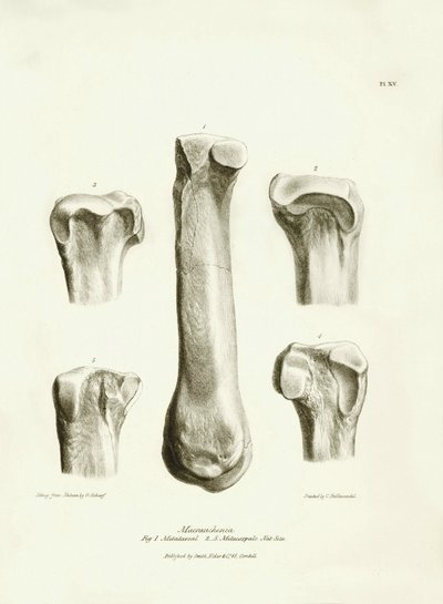 Ossa fossili (metatarso e metacarpo) dell