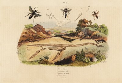 Scheletro fossile di un plesiosauro estinto 4, e vespe, specie Plesia 1-3 da Unbekannt