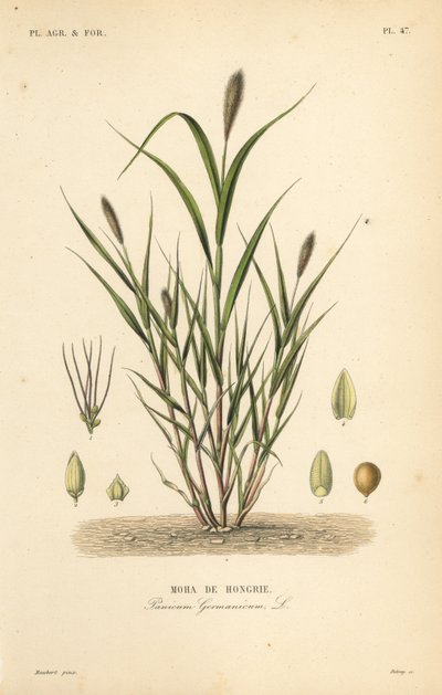 Miglio a coda di volpe o miglio italiano, Setaria italica, Panicum germanicum, Moha d