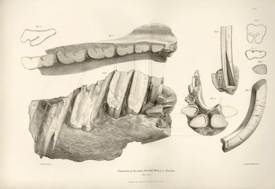 Frammento di mascella e denti di Toxodon, un animale preistorico, trovato da Charles Darwin vicino a Montevideo, Uruguay durante il suo viaggio di esplorazione a bordo del Beagle. La zoologia del viaggio dell