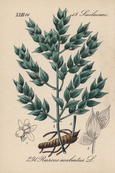 Fragon falso agrifoglio o piccolo agrifoglio - Pungitopo, Ruscus aculeatus. Litografia colorata a mano da Flora tedesca di Diederich von Schlechtendal (Flora von Deutschland), Jena da Unbekannter Künstler