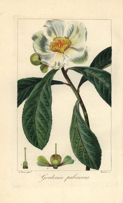 Albero di Franklin, Franklinia alatamaha, nativo dell