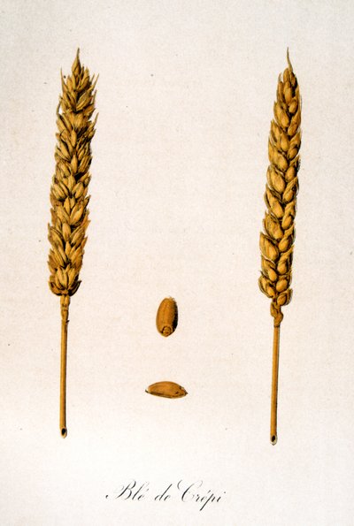 Illustrazione francese del XIX secolo di spighe di grano da Unbekannter Künstler