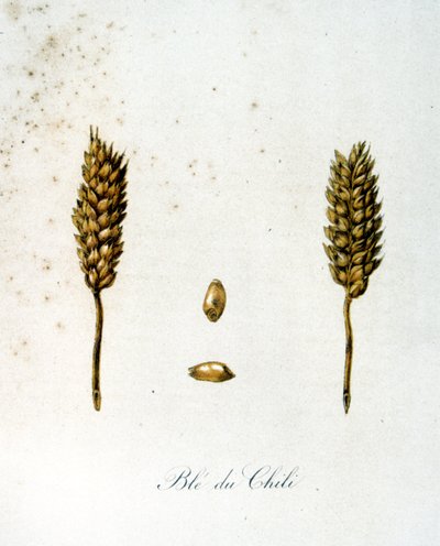 Illustrazione francese del XIX secolo di spighe di grano da Unbekannter Künstler