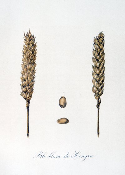 Illustrazione francese del XIX secolo di spighe di grano da Unbekannter Künstler