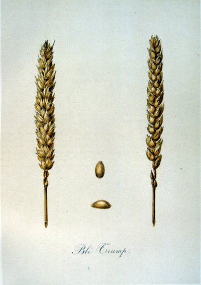 Illustrazione francese del XIX secolo di spighe di grano da Unbekannter Künstler