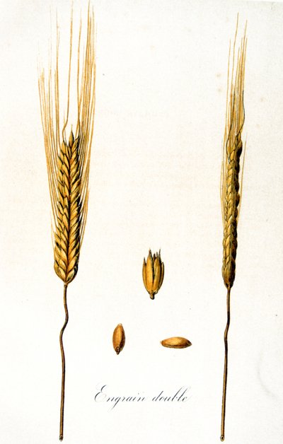 Illustrazione francese del XIX secolo di spighe di grano da Unbekannter Künstler