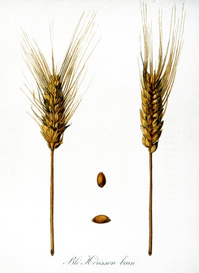 Illustrazione francese del XIX secolo di spighe di grano da Unbekannter Künstler